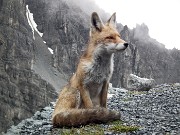 La volpe del Quinto Alpini, fotomodella a quattro zampe !